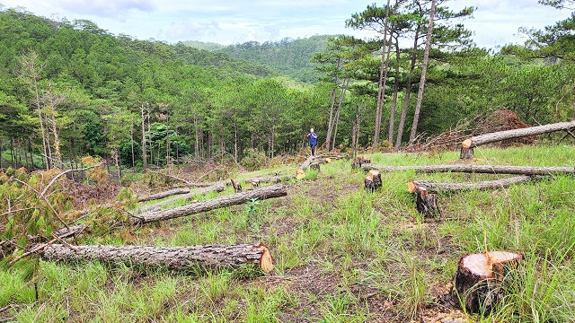 Lâm Đồng: Yêu cầu Công ty Song Hải Long bồi thường thiệt hại vì để mất hơn 23ha rừng